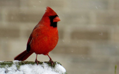 Le Cardinal rouge: l’emblème aviaire choisi par les citoyens de Contrecœur