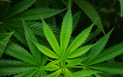 Légalisation du cannabis: Contrecœur interdit la consommation dans les lieux publics
