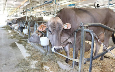 Gala de la performance laitière de Sollio Agriculture: la ferme Brown Heaven de Verchères parmi les plus performantes du Québec