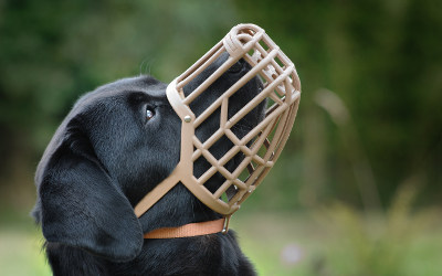 Verchères et Contrecoeur: de nouvelles obligations pour tous les propriétaires de chiens dès le 3 mars 2020