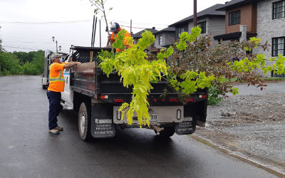 Ville de Contrecoeur:  lancement des inscriptions au Programme de don d’arbres 2022