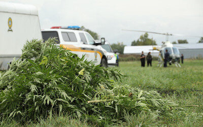 Lutte à la culture extérieure illicite de cannabis: les policiers à l’affût durant toute la saison