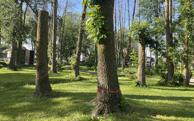 Sculpture de frênes au parc Cartier-Richard: la Ville de Contrecœur lance un appel de projets