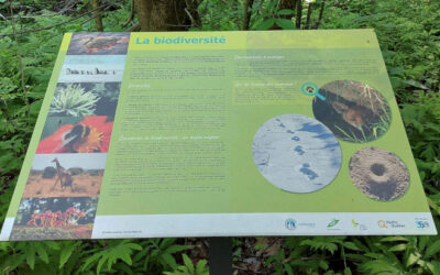 Nouveaux aménagements au parc Barbe-Denys-De La Trinité: un projet intégré de mise en valeur des milieux naturels essentiel à la biodiversité