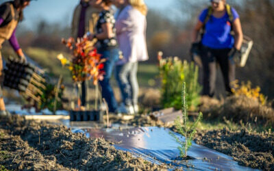 Près de 5000 arbres plantés en un an à Verchères