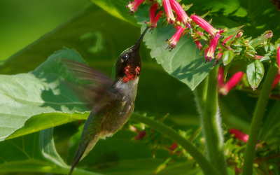 Biophare: Attirer les colibris, une conférence avec Linda Dufault
