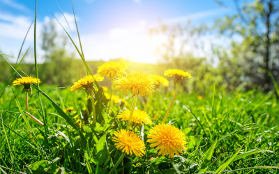 Un geste concret en faveur de la biodiversité: la MRCVR retarde la tonte du gazon