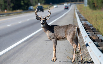 Grande faune sur les routes: redoublez de vigilance cet automne