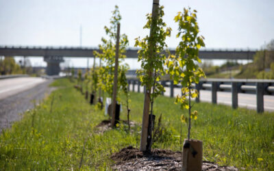 Municipalité de Calixa-Lavallée: projet de plantation d&rsquo;arbres