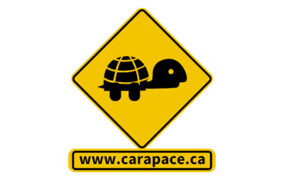 ATTENTION: tortues en déplacement!