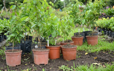 Ville de Contrecœur: les inscriptions au Programme du don d’arbres débutent le 17 août