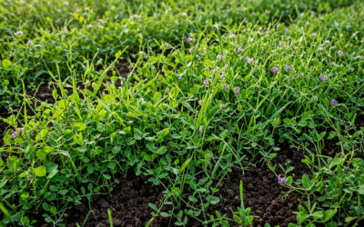 Producteurs agricoles recherchés: améliorez vos sols grâce aux cultures de couverture!