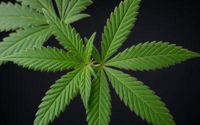 Perquisitions : plantations illégales de cannabis à Sainte-Julie et Saint-Amable